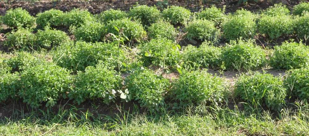 Rows of young stevia plants growing in a field